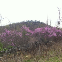 Lockegee Rock and Cave Run Lake